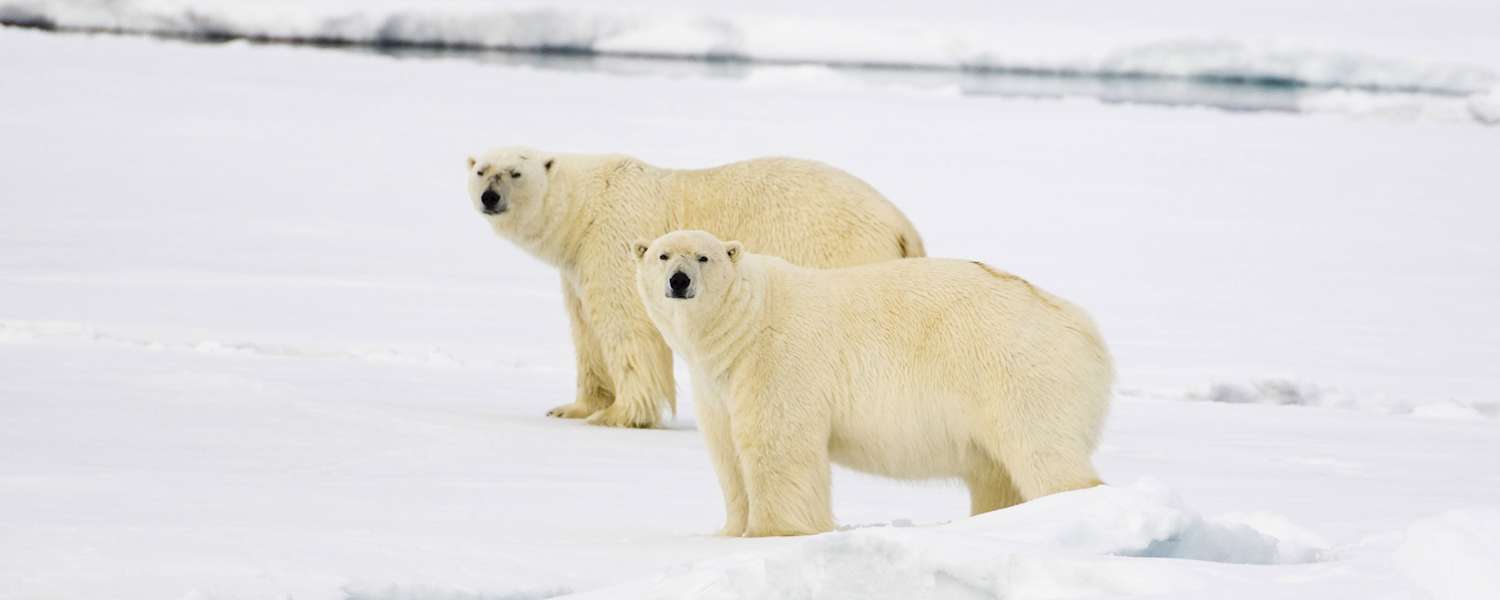 Eisbären Welteisbärentag
