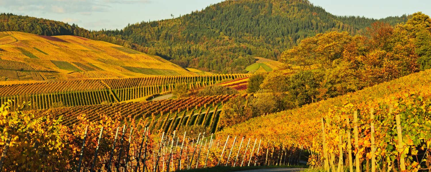 Die Weinberge und die Yburg in Baden Württemberg im goldenen Herbst.