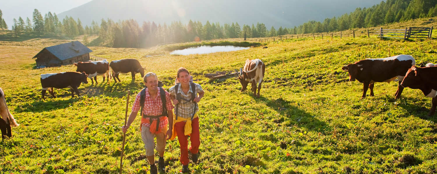 Wanderer und Kühe