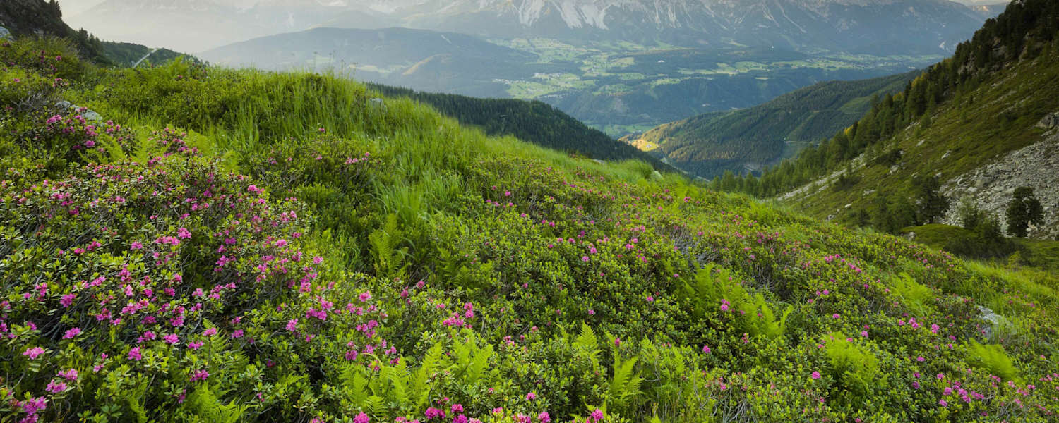 Ausblick auf das Dachsteinmassiv über dem Steirischen Ennstal