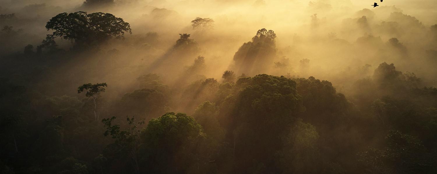 Regenwald in Ecuador