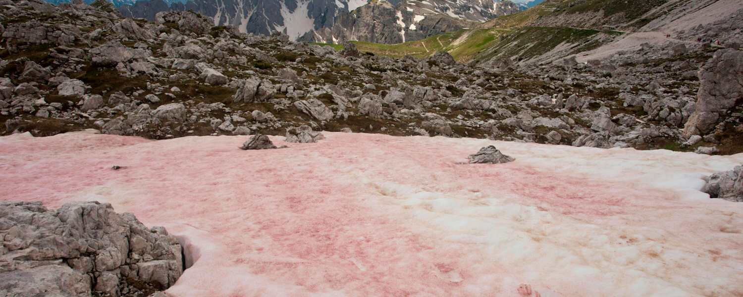 Wassermelonenschnee in den italienischen Dolomiten