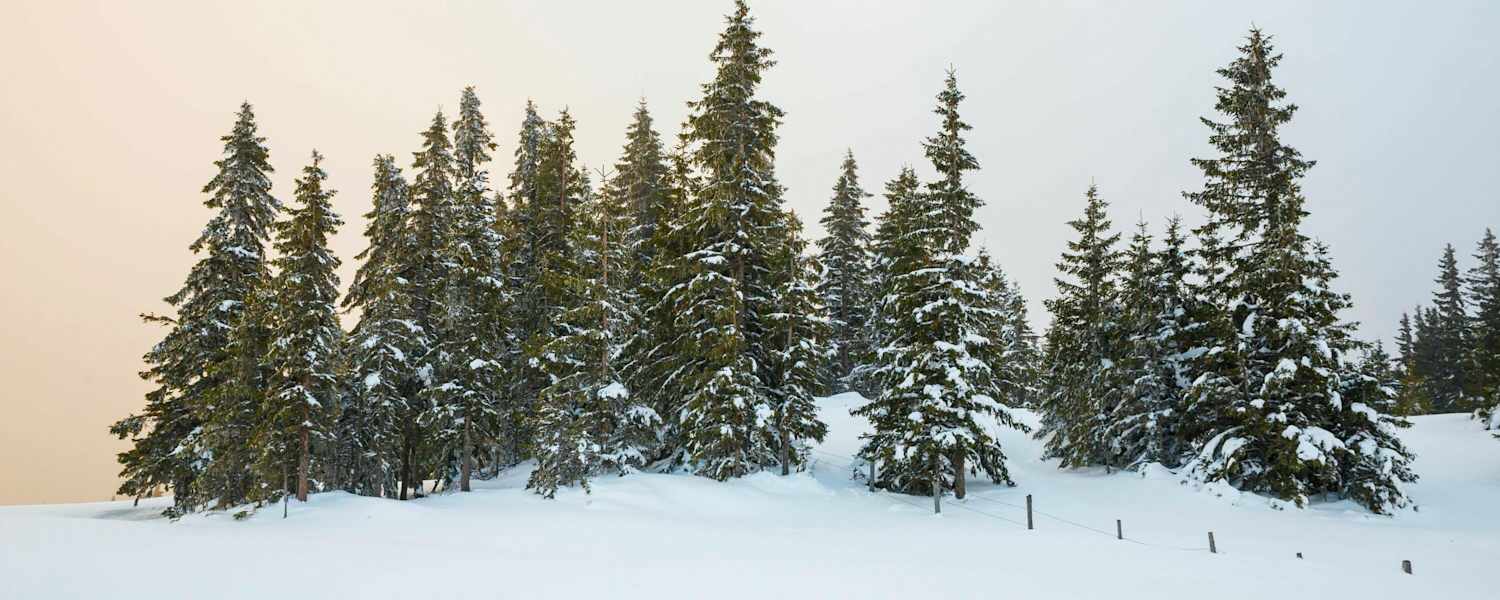 Eingeschneite Bäume im Abendlicht: Romantische Stimmung am Hochwechsel (1.743 m) in Niederösterreich