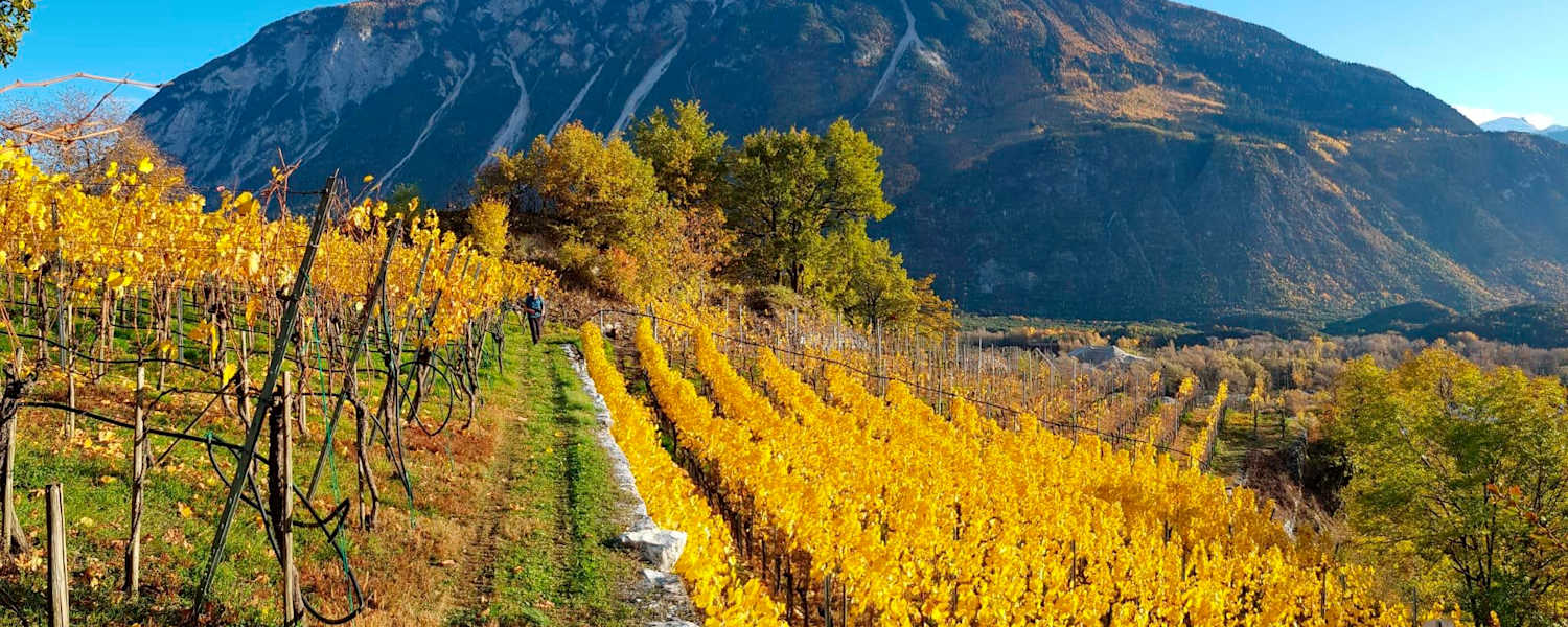 Spätherbstliche Wanderung durch die Weinhügel bei Siders im Kanton Wallis