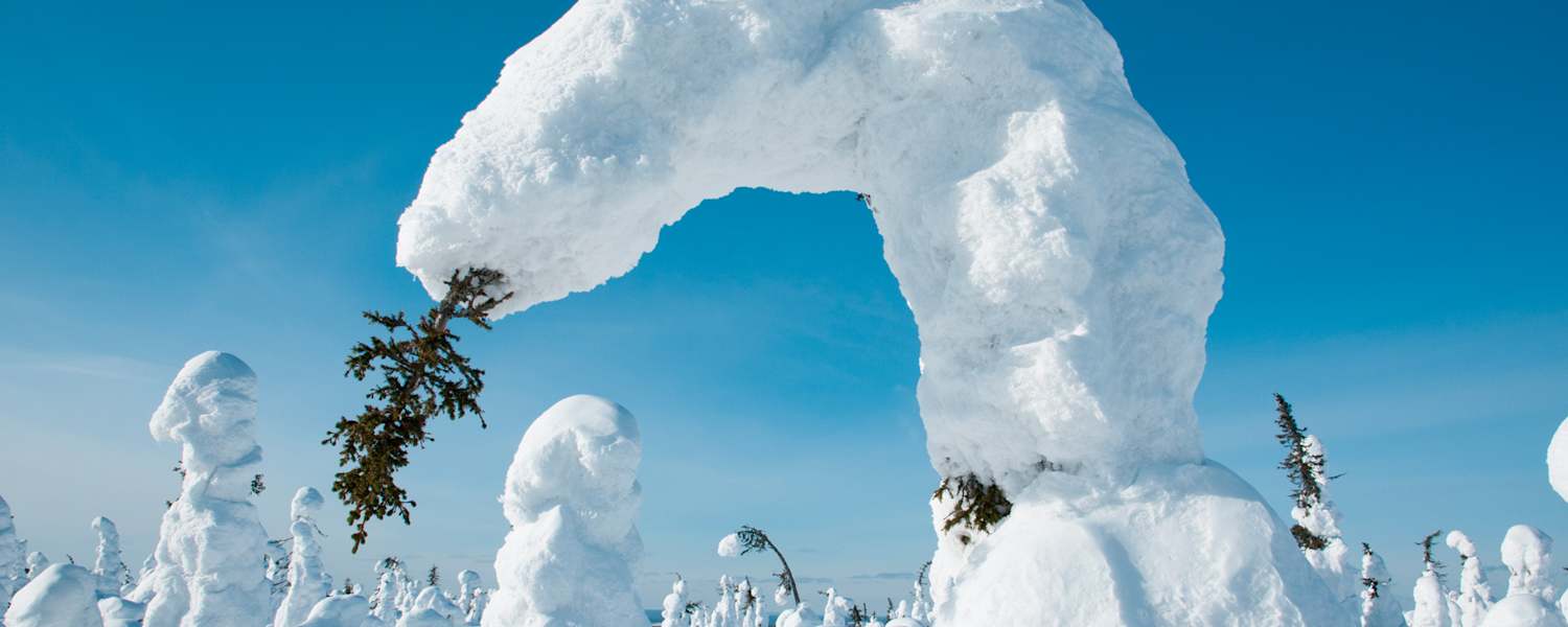 Gebogene Bäume durch Schnee in Kuntivaara, Finnland