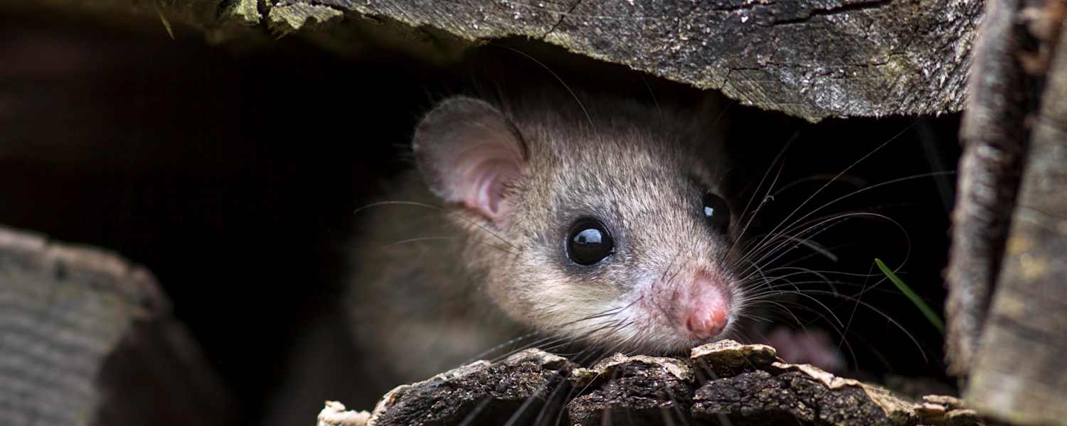 Siebenschläfer, Siebenschläfertag