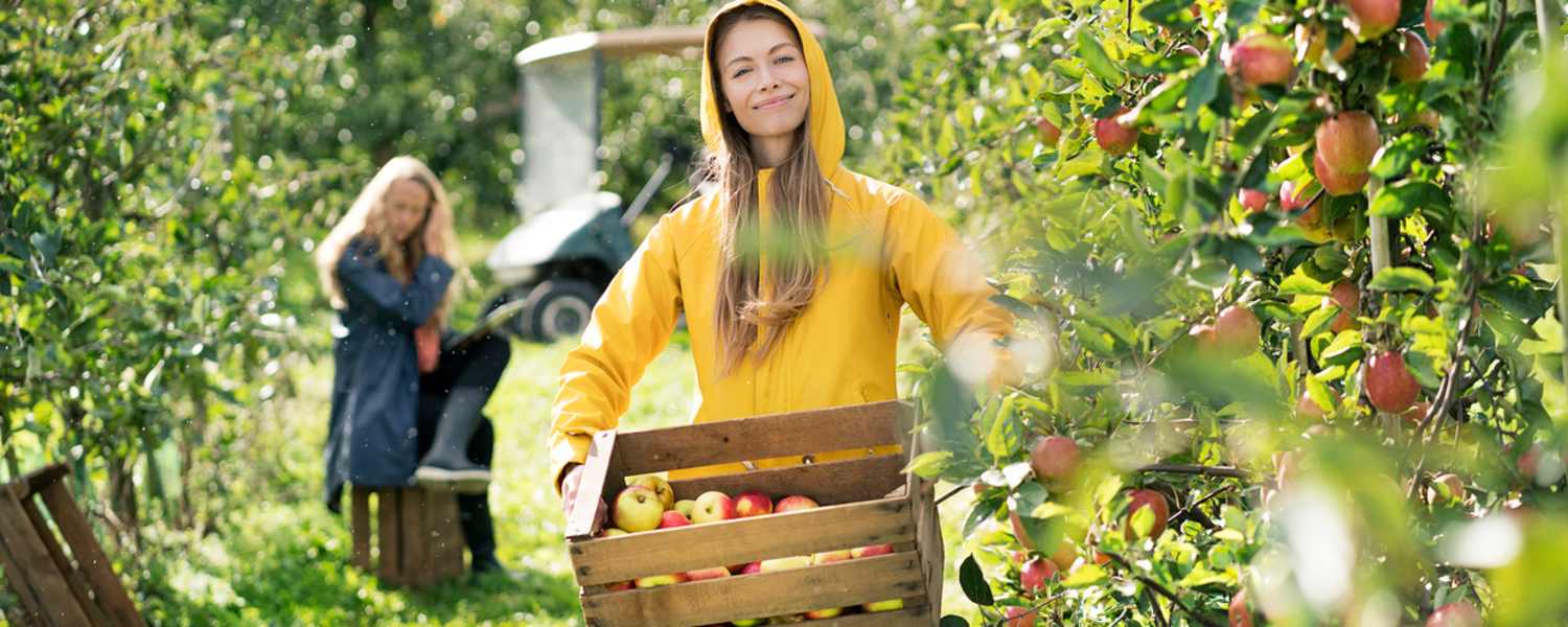 Apfelernten entlang des Apfelwegs in Südtirol