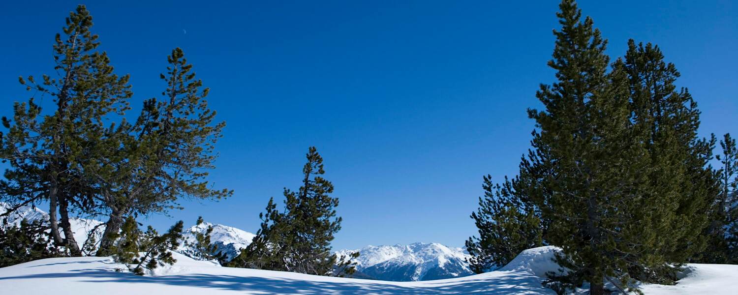 Skitourengehen im lichten Waldgelände in der Kärntner Goldberggruppe 