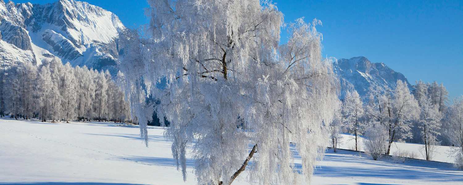Oberflächenreif: an Bäumen wunderschön anzusehen, doch in der Schneedecke verborgen oft eine Gefahr
