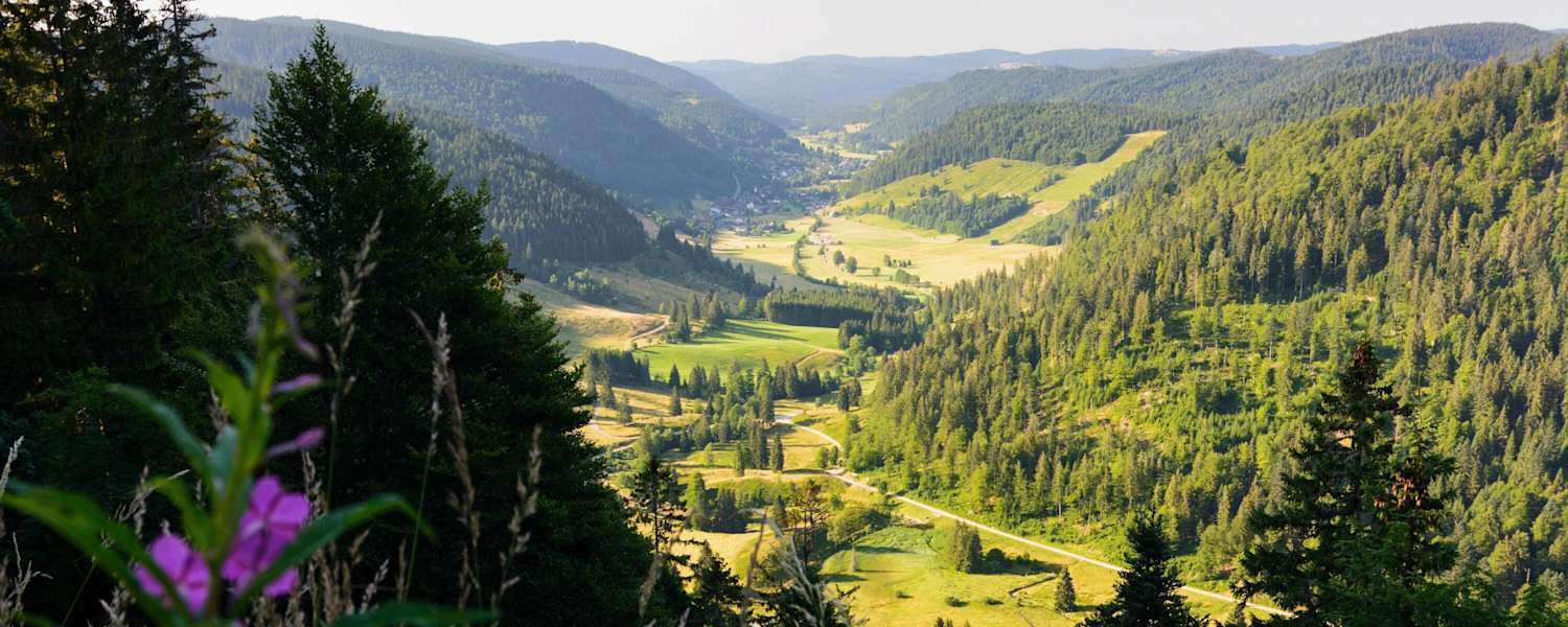 Menzenschwander Geißenpfad: Hochschwarzwald in Baden-Württemberg