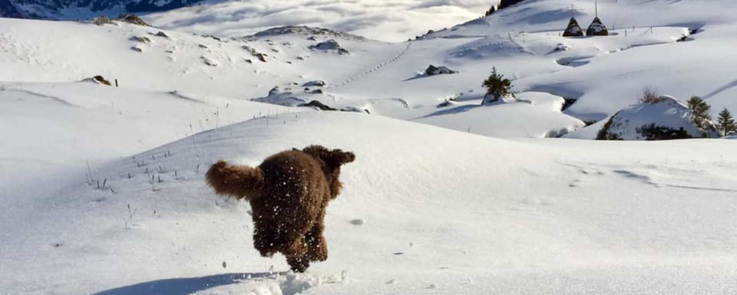 Völlig schwerelos scheint der gefellte Vierbeiner über die Schnellandschaft zu schweben, Kanton Uri, Schweiz