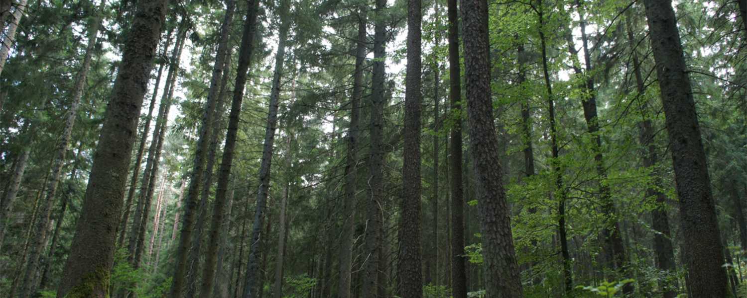 Moldau Bayerischer Wald Wanderung