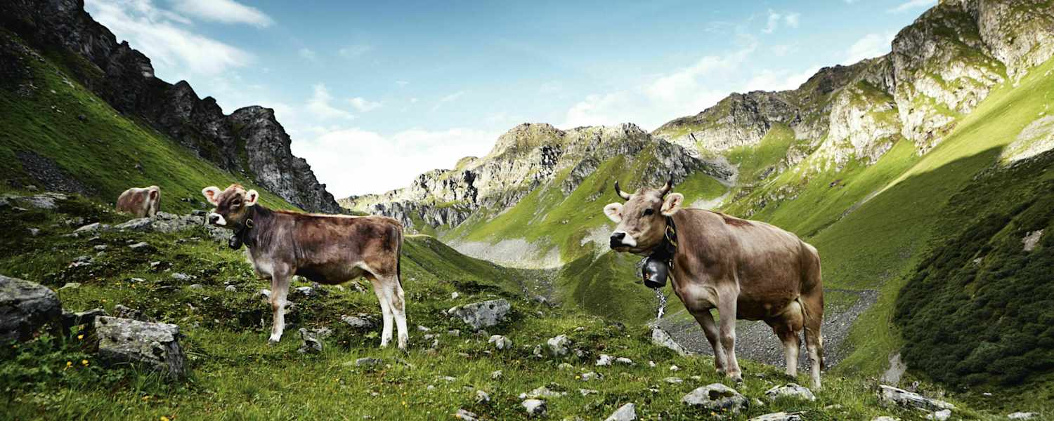 Das Montafoner Braunvieh aus Vorarlberg