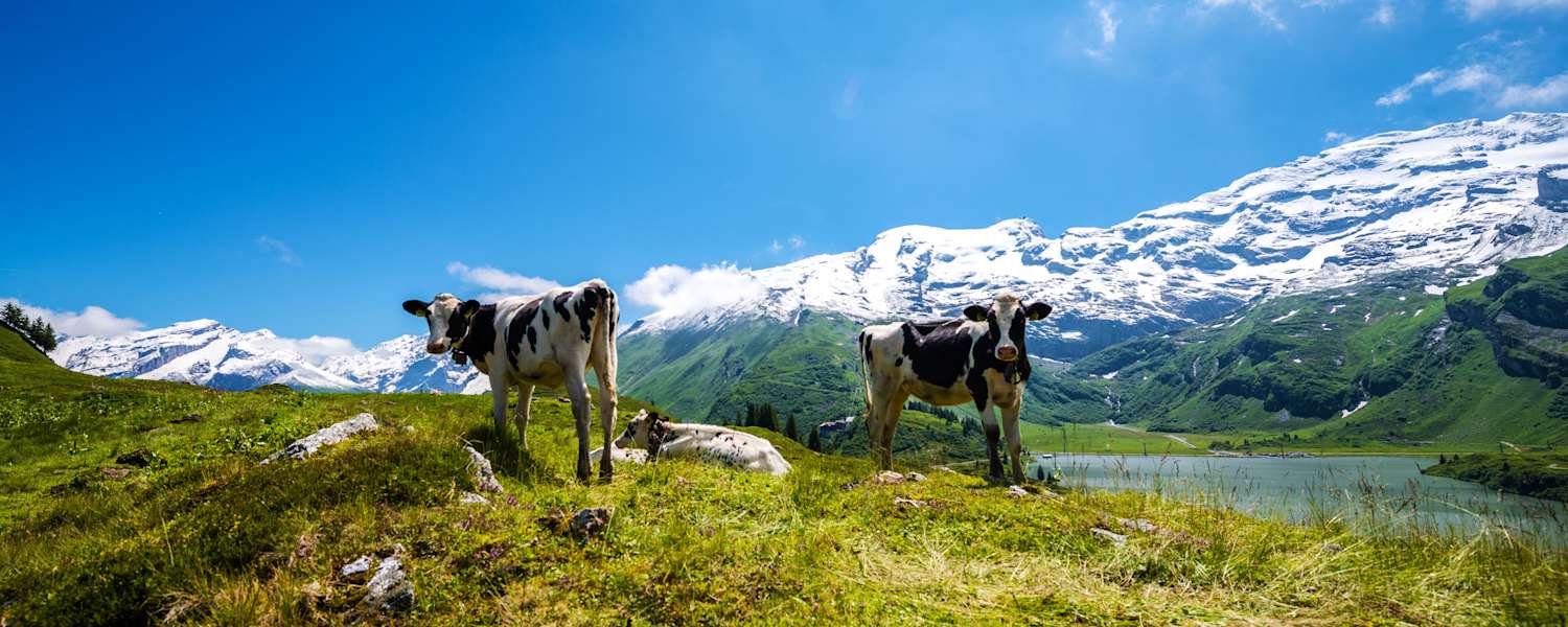 Wandern in der Zentralschweiz: Kühe entlang der Tour zum Engstlensee
