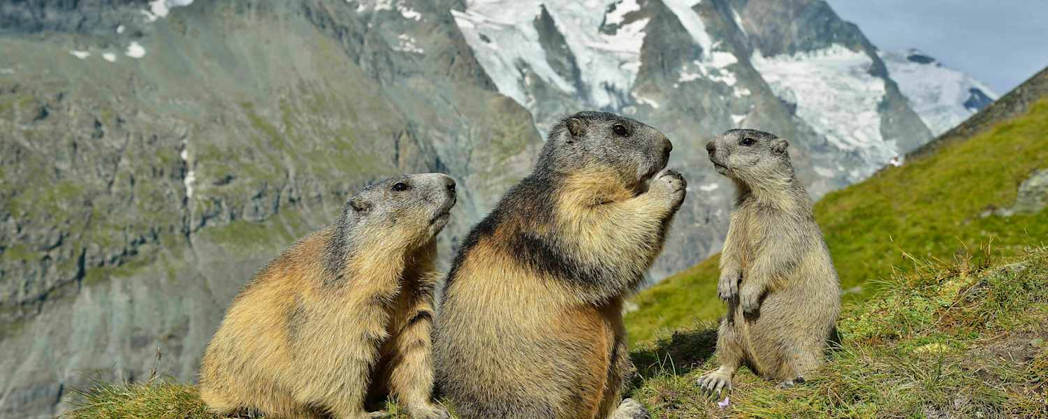 Berg-Know-How: Tiere der Alpen
