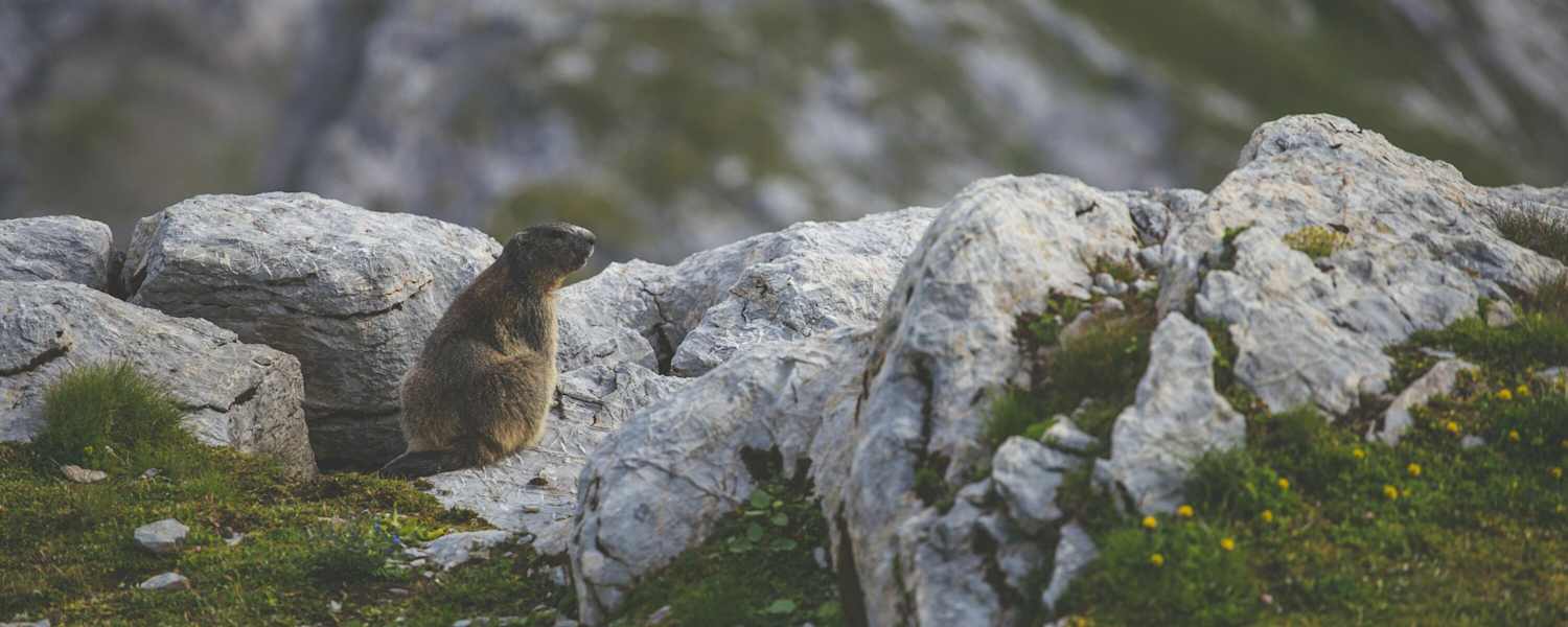 Murmeltiere hautnah erleben – in heimischen Nationalparks ist das keine Seltenheit.
