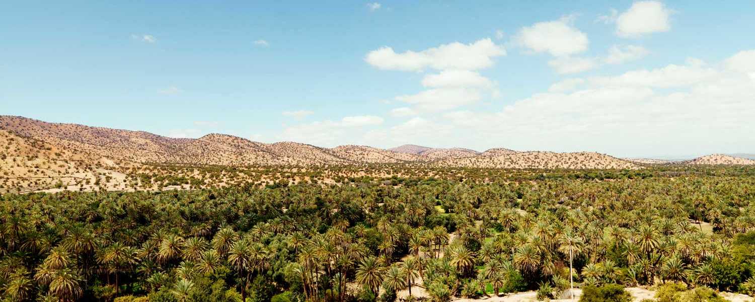 Blick auf die Oase von Tioute in Marokko