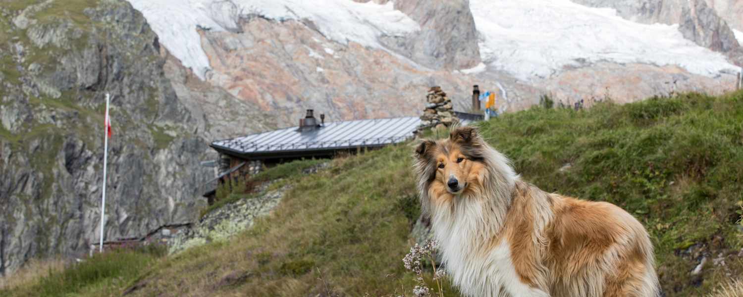 Wandern mit Hund – hier auf der Voralphütte in der Schweiz