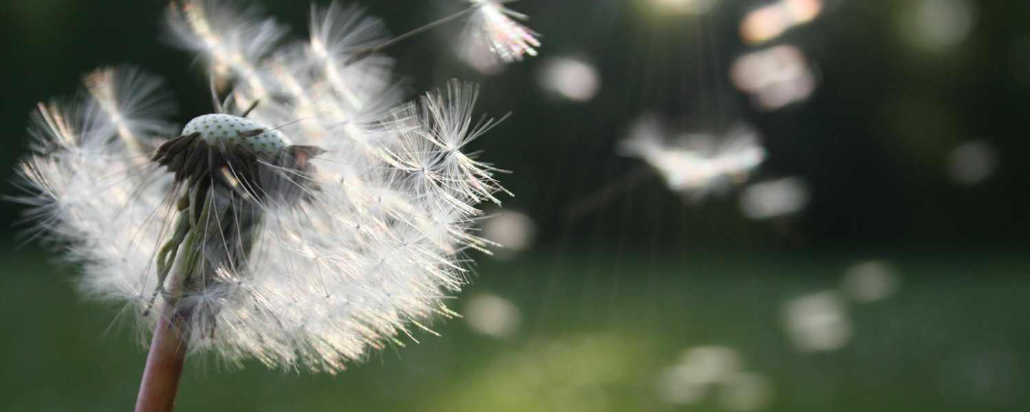 Heuschnupfen: Pollenflug