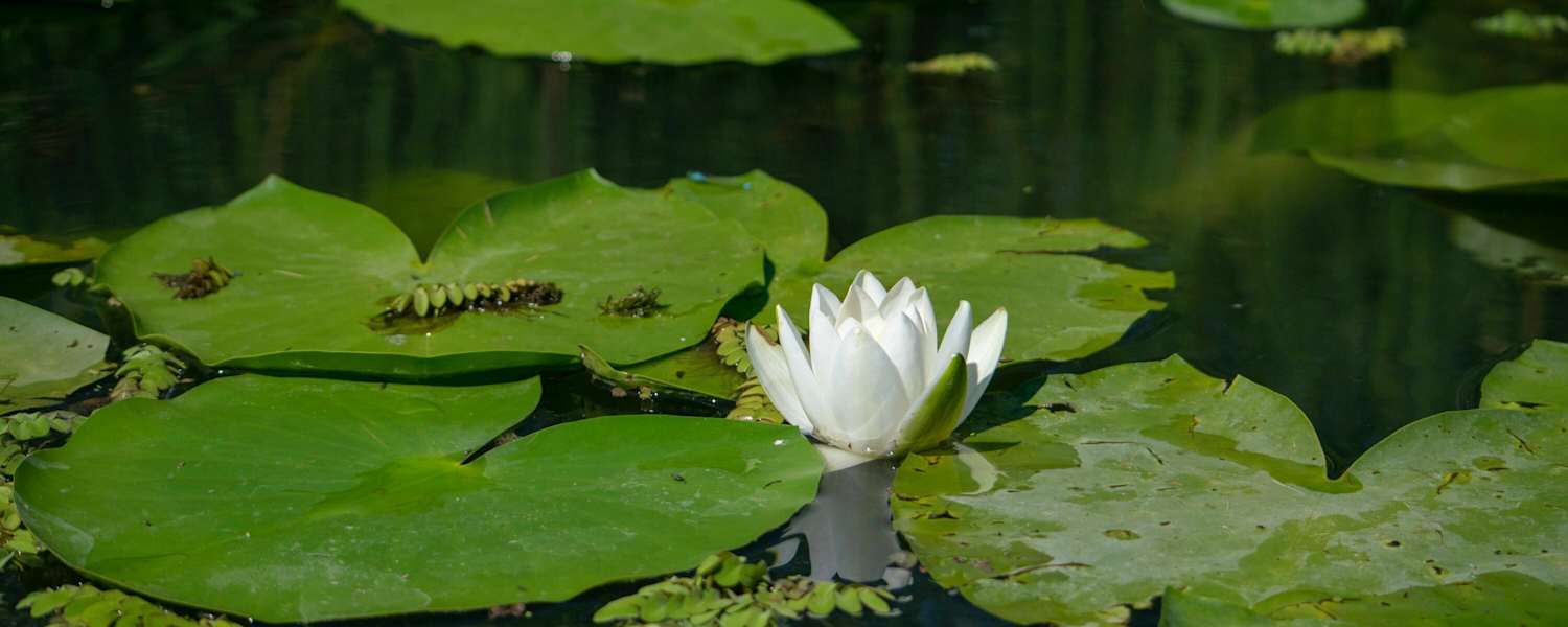 Am Spechtensee findet man die Weiße Seerose.
