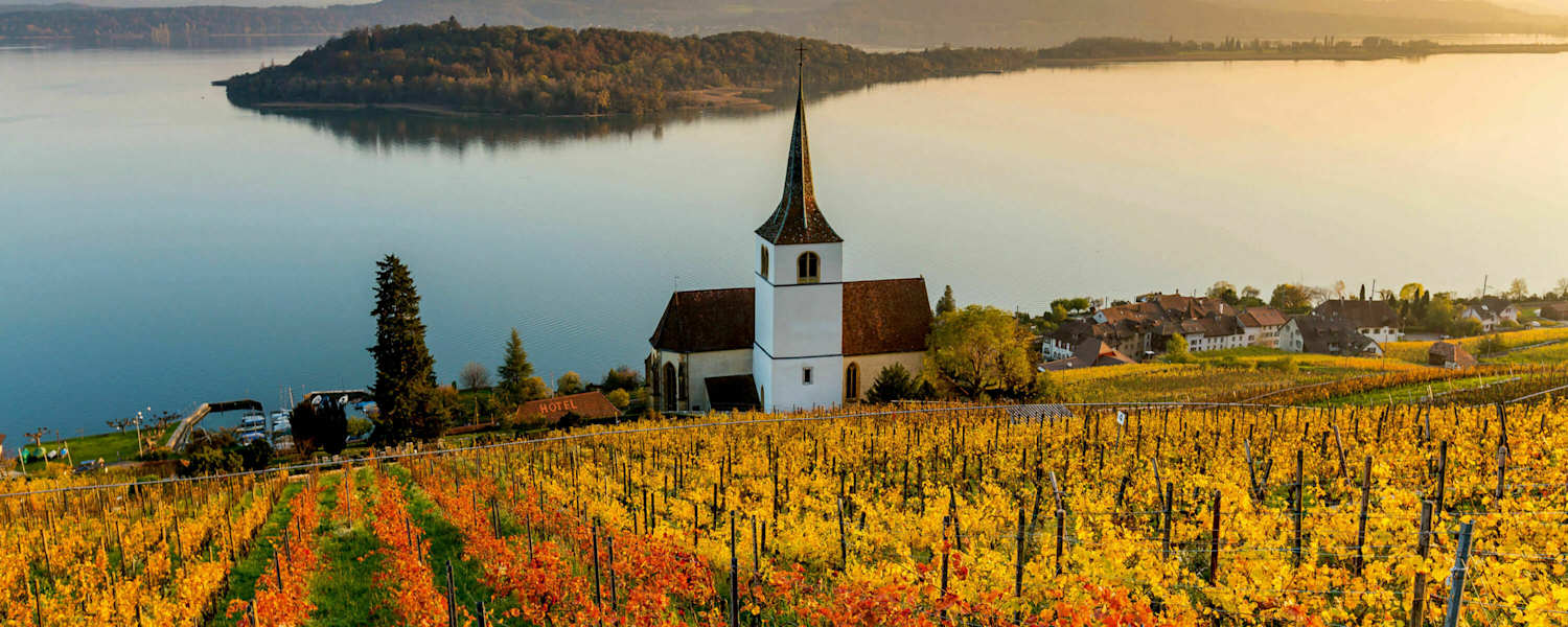 Rebberge am Bielersee mit Blick auf die St. Petersinsel in Bern
