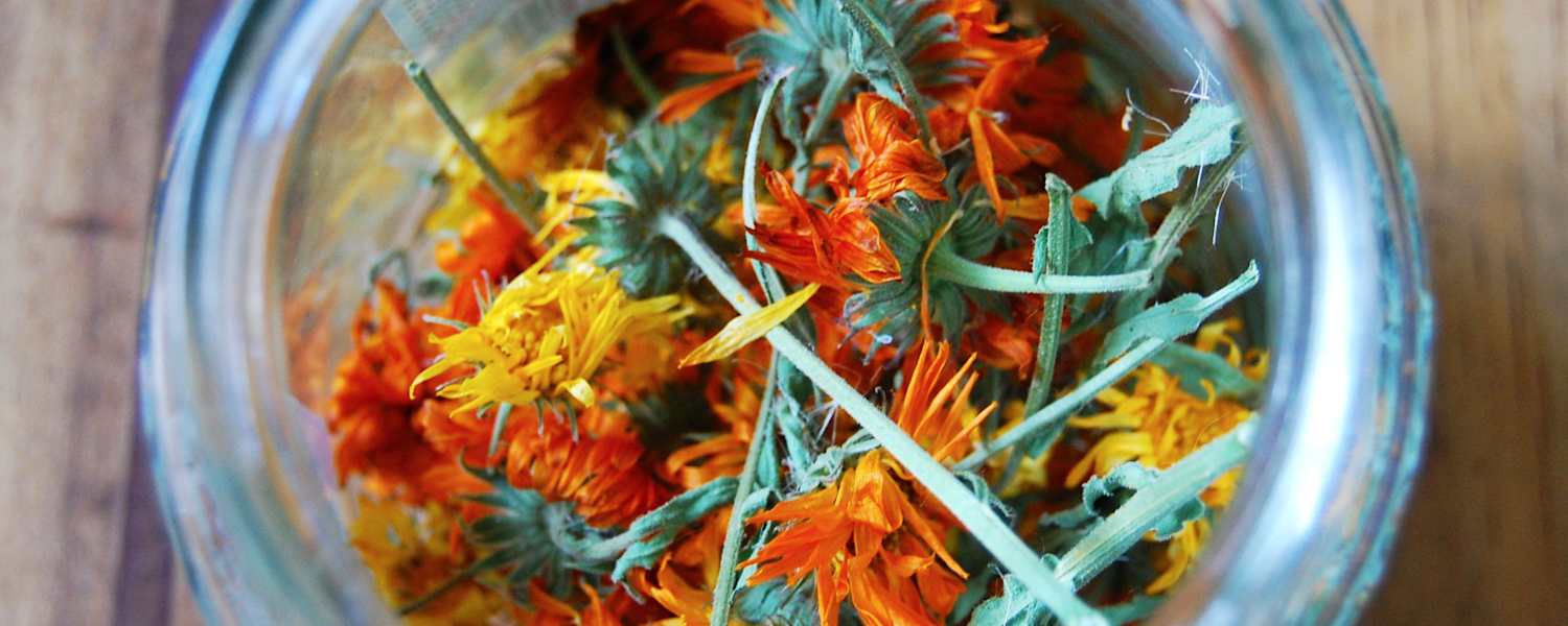 Ringelblumenblüten: Zutat für Salbe