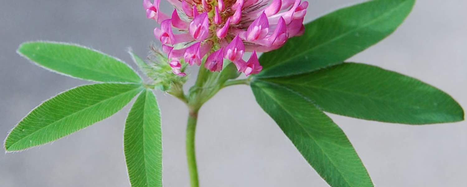 Rotklee: Aus den Blüten kann man einen herrlichen Sirup zaubern