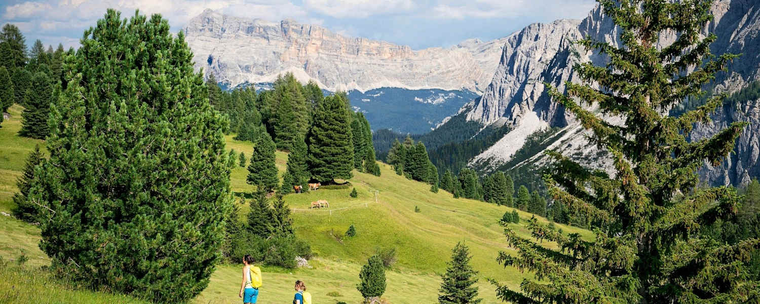 Blick über die Medalgs-Wiesen
