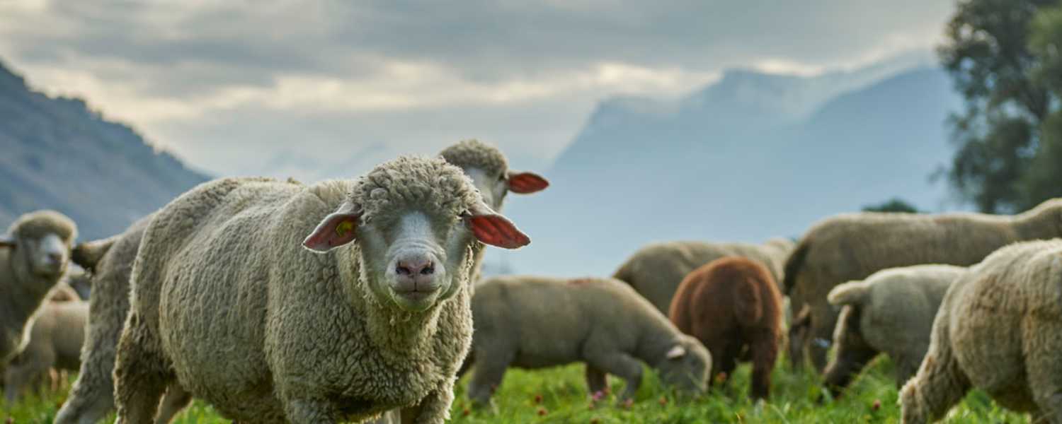 Schafe hüten auf dem Durannuhof im Wallis