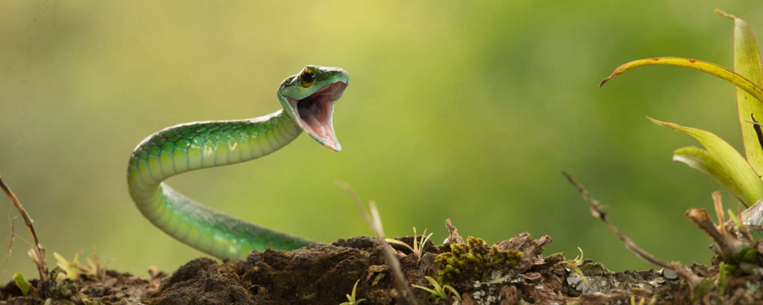 Die Satinierte Papagei Schlange ist in unseren Gefilden zwar nicht heimisch, schön anzusehen ist sie trotzdem – aber bitte nicht füttern