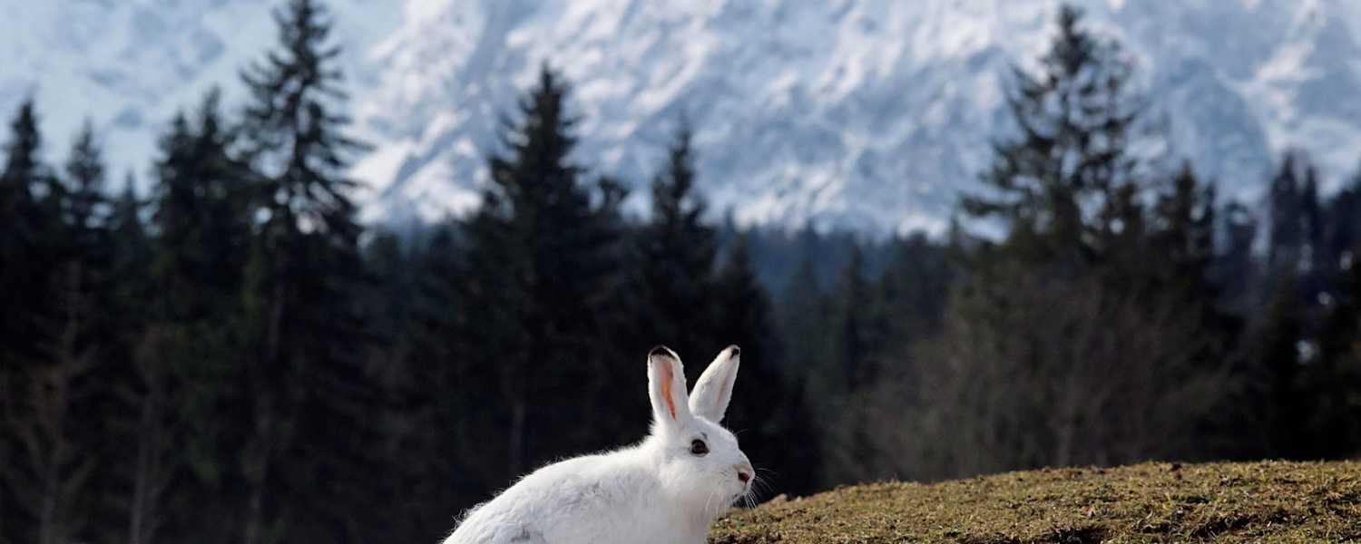 Schneehase vor bayerischem Alpenpanorama