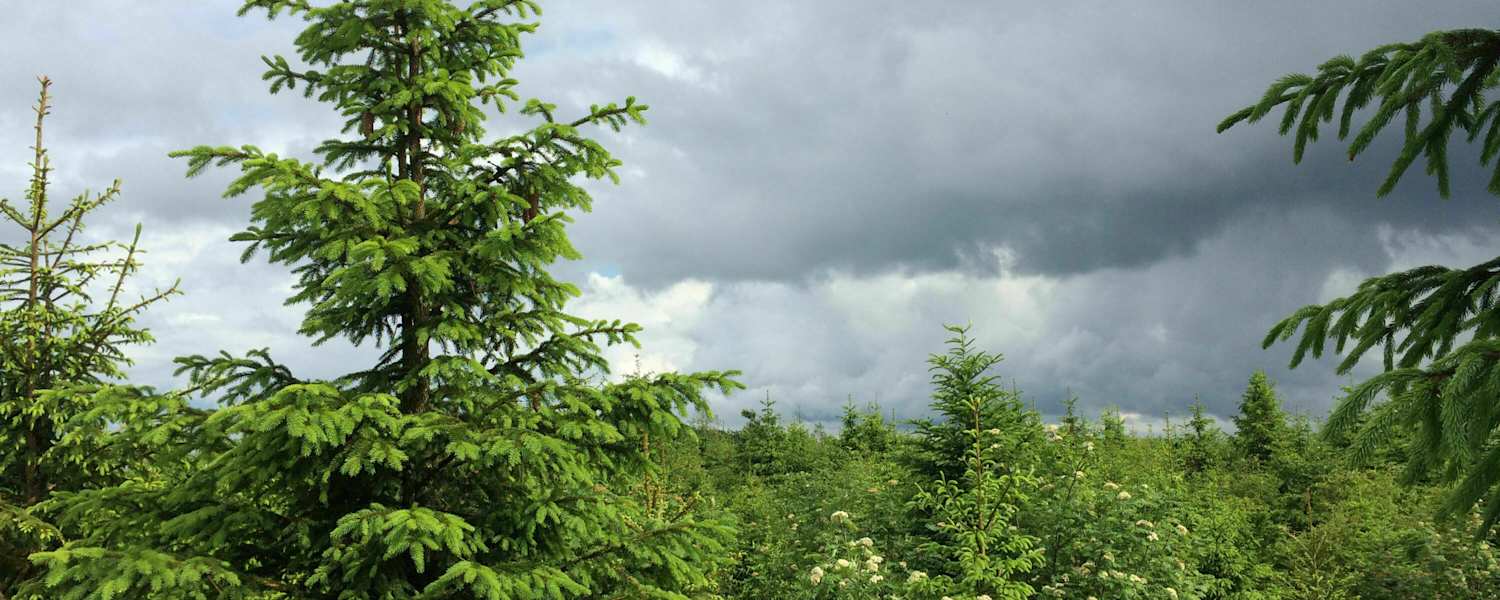 24 h Trophy: 24 Stunden wandern im Schwarzwald