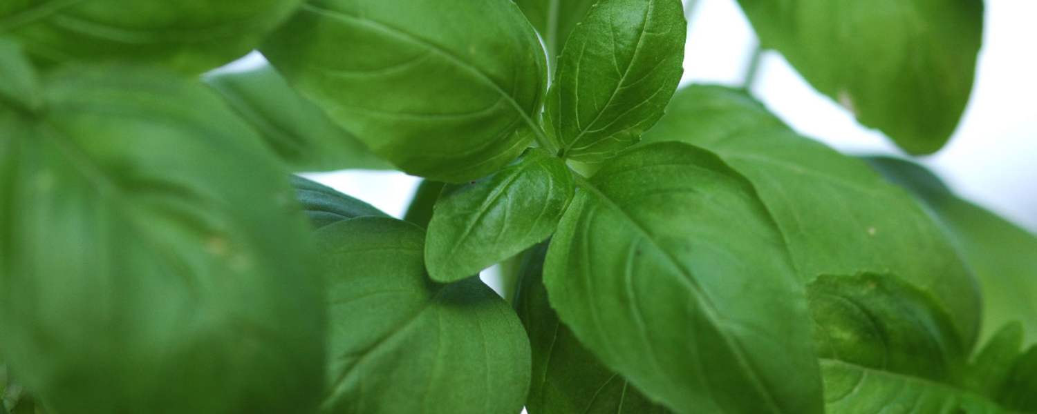 Basilikum