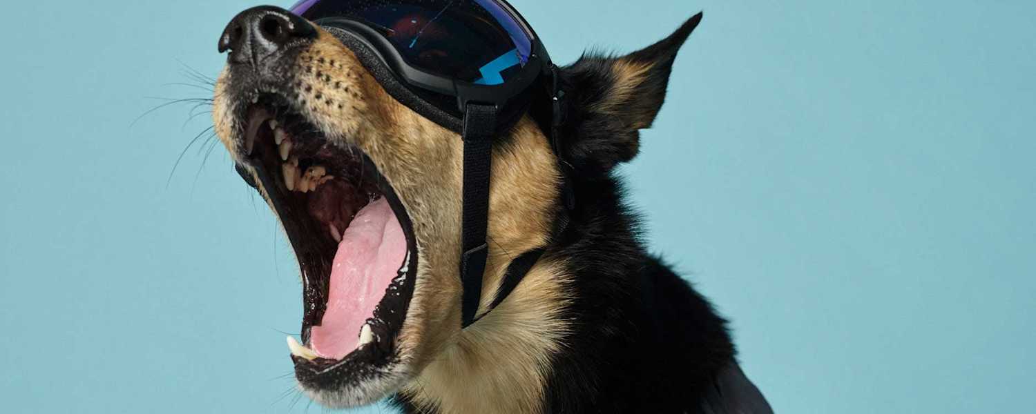 Mode für Hunde Hundebrille Rex Specs V2