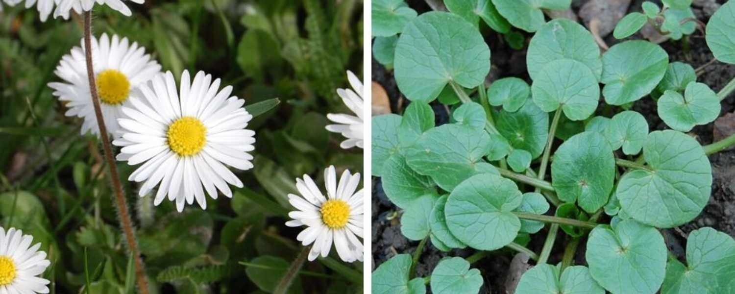 Die ersten Frühlingsboten: Gänseblümchen (links) und Scharbockskraut