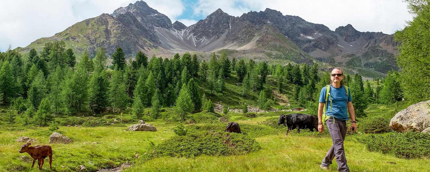 Kühe auf der Weide.