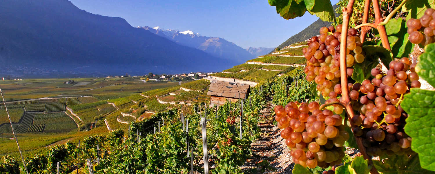 Vom Weinstock zum Berggipfel: St.-Pierre-de-Clages - Grugnay