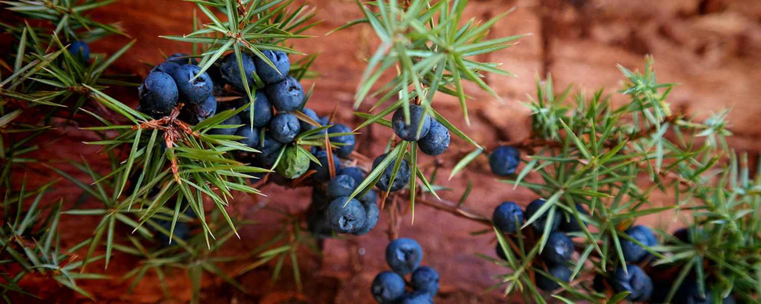Selbstgemacht: Wacholder-Öl