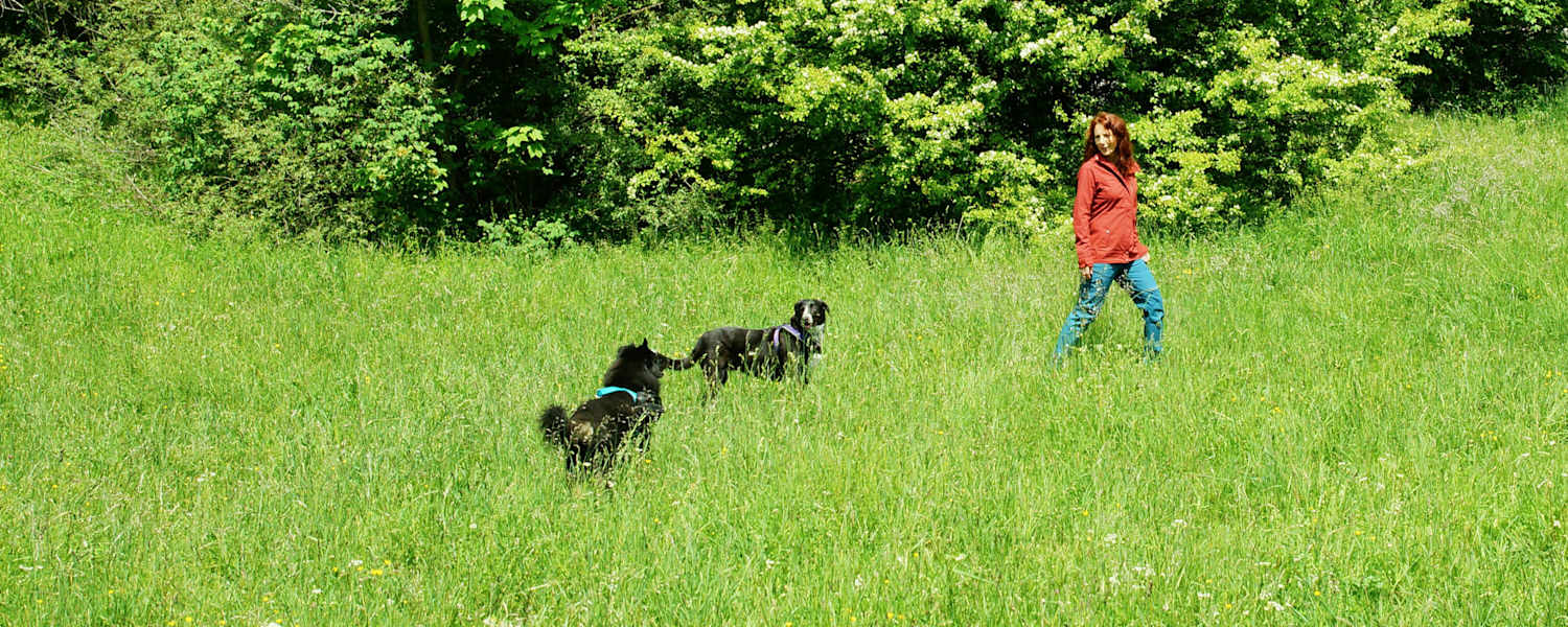 Wandern mit Hund
