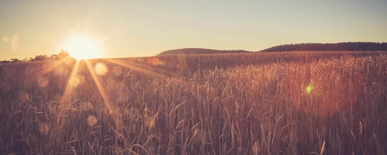 Weizenfeld in Baden-Württemberg: Rund um Tübingen