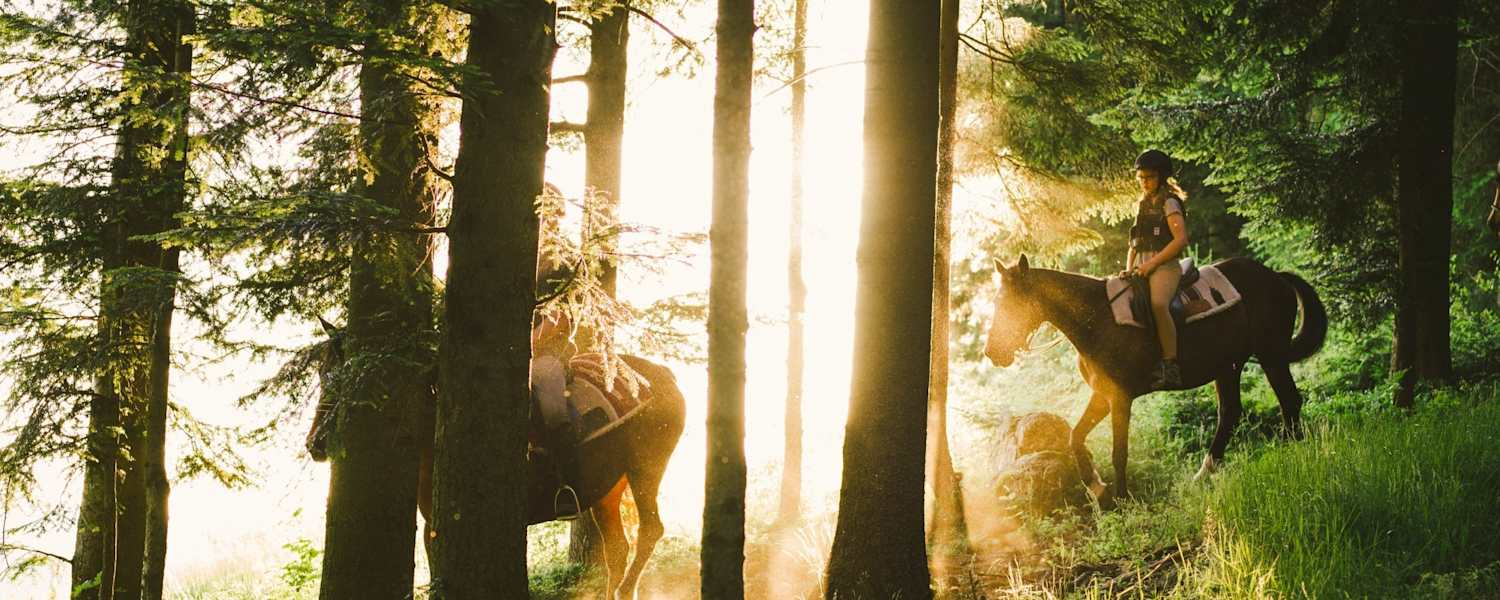Reiten am Morgen durch den Wald