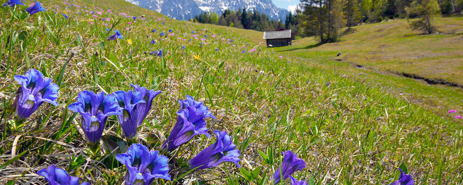 Hütte Blumenwiese Enzian