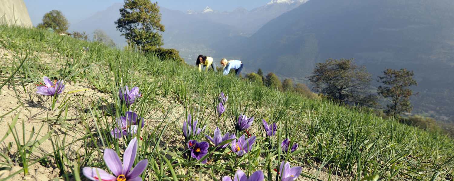 Safranblüten im Walliser „Safrandorf“ Mund