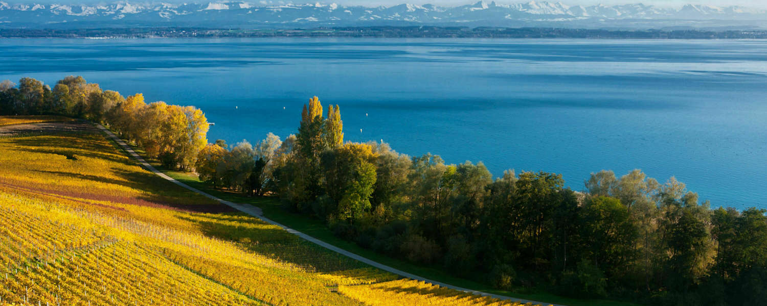 Rebberge und der tiefblaue Neuenburgersee mit Blick auf die Alpenkette