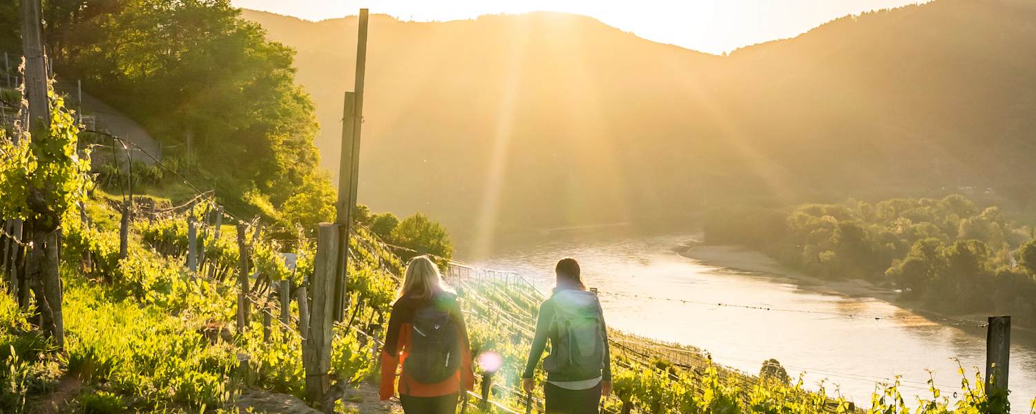 Durch die Weinrieden in Weißenkirchen