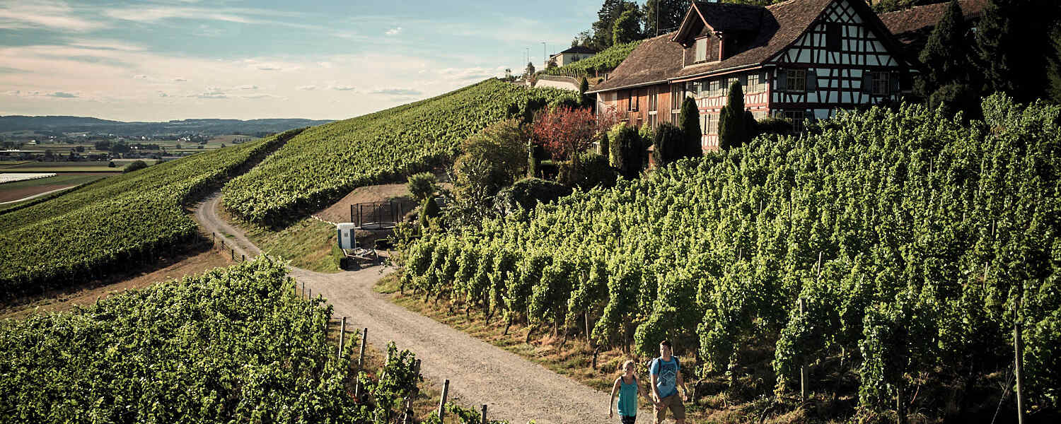 Die Weinberge im Thurgau in der Schweiz laden zu gemütlichen Spaziergängen ein.
