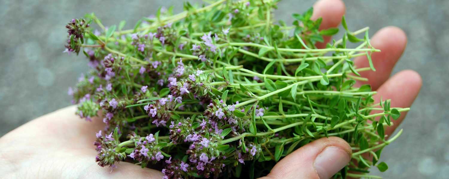 Wilder Oregano / Quendel