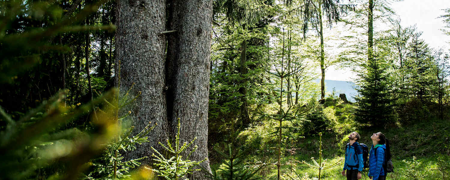 Zwei Wanderer genießen die Natur.