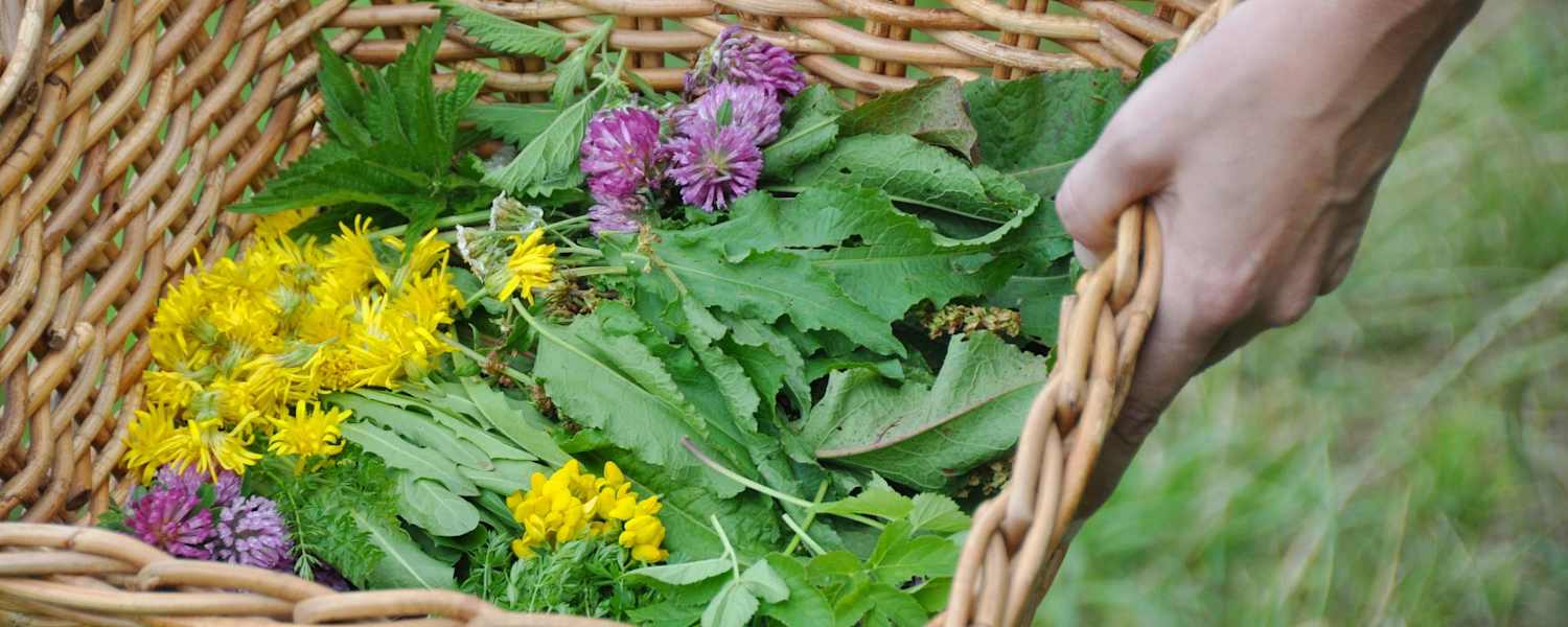 Outdoor-Apotheke: Wildkräuter