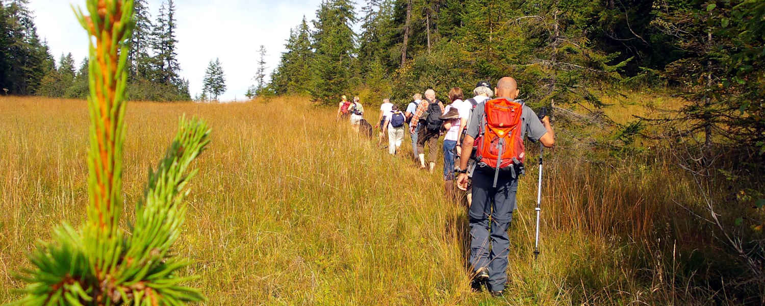 Wildschönau: Moorwanderung in Tirol